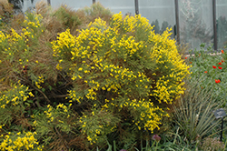 Spanish Broom (Cytisus purgans) at Lakeshore Garden Centres