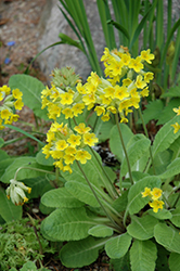 Oxlip (Primula elatior) at Lakeshore Garden Centres