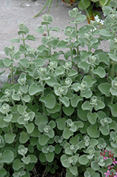 Grecian Horehound (Ballota pseudodictamnus) at Lakeshore Garden Centres