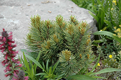Damfino Dwarf Limber Pine (Pinus flexilis 'Damfino') at Lakeshore Garden Centres