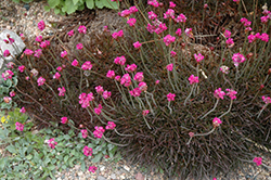 Red-leaved Sea Thrift (Armeria maritima 'Rubrifolia') at Lakeshore Garden Centres