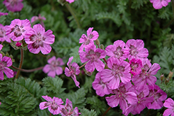 Dwarf Heron's Bill (Erodium castellanum) at Lakeshore Garden Centres