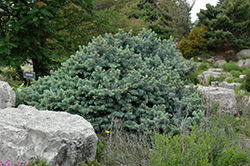 St. Mary's Broom Creeping Blue Spruce (Picea pungens 'St. Mary's Broom') at Lakeshore Garden Centres
