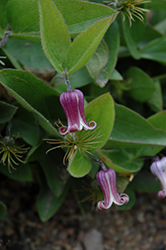 Freemont's Leather Flower (Clematis fremontii) at Lakeshore Garden Centres