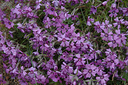 Boothman's Variety Moss Phlox (Phlox subulata 'Boothman's Variety') at Lakeshore Garden Centres