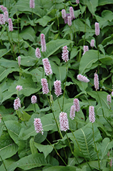 Pink Snakeweed (Polygonum bistorta 'Superbum') at Lakeshore Garden Centres