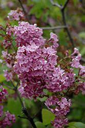 Charles X Lilac (Syringa vulgaris 'Charles X') at Lakeshore Garden Centres