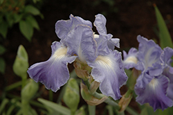 Victoria Falls Iris (Iris 'Victoria Falls') at Golden Acre Home & Garden