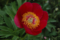 Memorial Gem Peony (Paeonia 'Memorial Gem') at Lakeshore Garden Centres