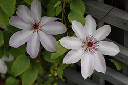 Tomoshibi Clematis (Clematis 'Tomoshibi') at Lakeshore Garden Centres