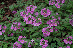 Chumby Rock Jasmine (Androsace sarmentosa 'Chumbyi') at Lakeshore Garden Centres