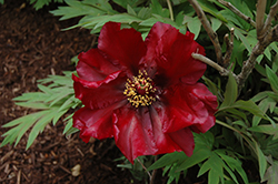 Black Pirate Tree Peony (Paeonia suffruticosa 'Black Pirate') at Lakeshore Garden Centres