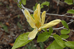 Seiju Magnolia (Magnolia acuminata 'Seiju') at Lakeshore Garden Centres