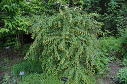 Shansi Barberry (Berberis mitifolia) at Lakeshore Garden Centres