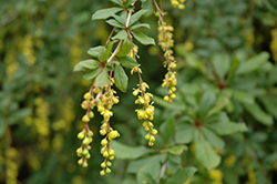Shansi Barberry (Berberis mitifolia) at Lakeshore Garden Centres