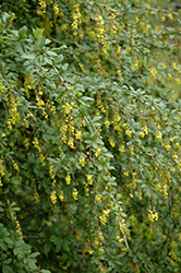 Shansi Barberry (Berberis mitifolia) at Lakeshore Garden Centres