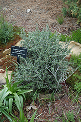 Green River Littleleaf Mountain Mahogany (Cercocarpus intricatus 'Green River') at Lakeshore Garden Centres