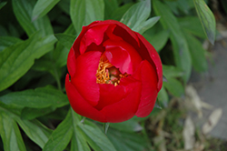 Bright Knight Peony (Paeonia 'Bright Knight') at Lakeshore Garden Centres