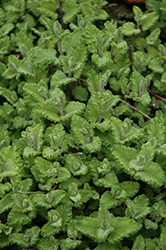 Curly Wood Sage (Teucrium scorodonia 'Crispum') at Lakeshore Garden Centres