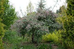 Blueleaf Honeysuckle (Lonicera korolkowii) at Lakeshore Garden Centres