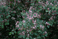 Blueleaf Honeysuckle (Lonicera korolkowii) at Lakeshore Garden Centres