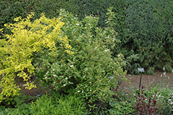 Red Osier Dogwood (Cornus sericea) at Golden Acre Home & Garden