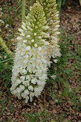 Joanna Fox Tail Lily (Eremurus 'Joanna') at Lakeshore Garden Centres