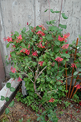 Blanche Sandman Trumpet Honeysuckle (Lonicera sempervirens 'Blanche Sandman') at Lakeshore Garden Centres