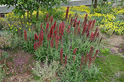 Red Feathers (Echium amoenum) at Golden Acre Home & Garden