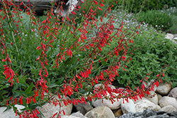 Firecracker Penstemon (Penstemon eatonii) at Lakeshore Garden Centres