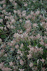 McClintock Pussytoes (Antennaria 'McClintock') at Lakeshore Garden Centres
