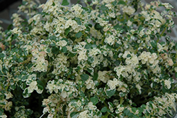 Variegated Artillery Plant (Pilea microphylla 'Variegata') at Lakeshore Garden Centres