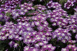 Blues Lavender Eye Verbena (Verbena 'Blues Lavender Eye') at Lakeshore Garden Centres