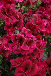 Graziosa Royal Lilac Geranium (Pelargonium 'Graziosa Royal Lilac') at Lakeshore Garden Centres