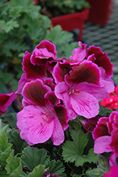 Elegance Lilac Majesty Geranium (Pelargonium 'Elegance Lilac Majesty') at Lakeshore Garden Centres