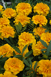 Bonanza Gold Marigold (Tagetes patula 'Bonanza Gold') at Lakeshore Garden Centres
