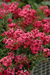 Tower of Flowers Aurora Dark Pink Twinspur (Diascia 'Aurora Dark Pink') at Lakeshore Garden Centres