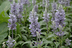 Cathedral Sky Blue Salvia (Salvia farinacea 'Cathedral Sky Blue') at Lakeshore Garden Centres