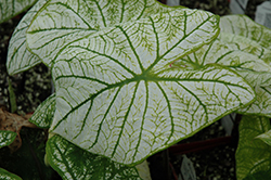 Candidum Caladium (Caladium 'Candidum') at Lakeshore Garden Centres