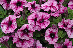 Starlet Lavender Star Petunia (Petunia 'KLEPH17292') at Lakeshore Garden Centres