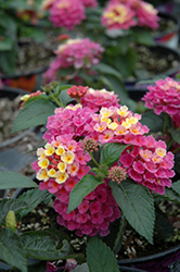 Bandana Pink Lantana (Lantana camara 'Bandana Pink') at Lakeshore Garden Centres