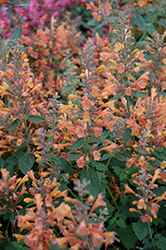 Acapulco Orange Mexican Hyssop (Agastache mexicana 'Acapulco Orange') at Lakeshore Garden Centres