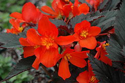 Unstoppable Upright Fire Begonia (Begonia 'Unstoppable Upright Fire') at Lakeshore Garden Centres