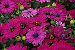 Serenity Dark Purple African Daisy (Osteospermum 'Serenity Dark Purple') at Lakeshore Garden Centres