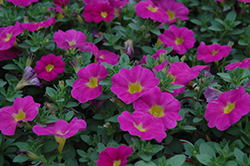 SuperCal Grape Petchoa (Petchoa 'SuperCal Grape') at Lakeshore Garden Centres