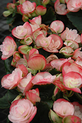 Frinzies Cindy Fringed Begonia (Begonia 'Frinzies Cindy Fringed') at Lakeshore Garden Centres
