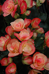 Frinzies Janny Fringed Begonia (Begonia 'Frinzies Janny Fringed') at Lakeshore Garden Centres