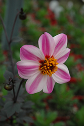 Mystic Dreamer Dahlia (Dahlia 'Mystic Dreamer') at Lakeshore Garden Centres