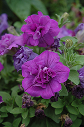 SweetSunshine Provence Petunia (Petunia 'SweetSunshine Provence') at Lakeshore Garden Centres