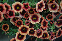 Hula Godiva Calibrachoa (Calibrachoa 'Hula Godiva') at Lakeshore Garden Centres